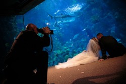 Photographers in Tampa Florida Aquarium